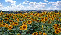 Sunflowers, Tuscany