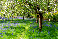 Orchard bluebells