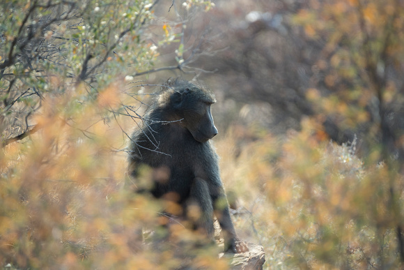 Baboon at river crossing, Namibia