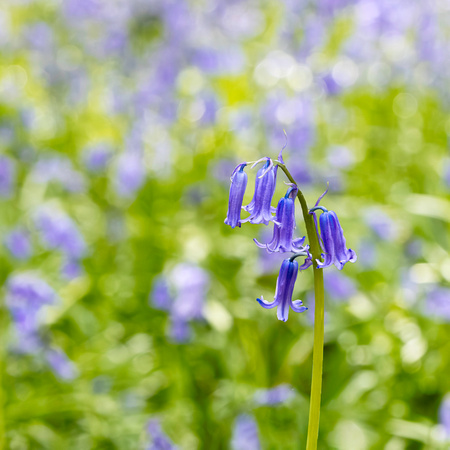 Bluebell stem