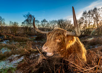 Highland Cow, Baslow Edge