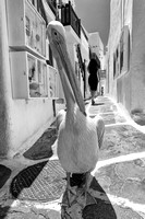Mykanos Pelican