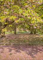 Spring blossom, Nunnington Hall