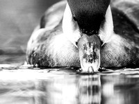 Duck close-up