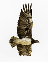 Snake Eagle in flight
