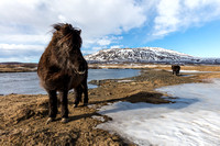 Icelandic ponies