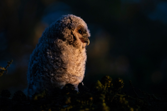 Baby owl at sunrise
