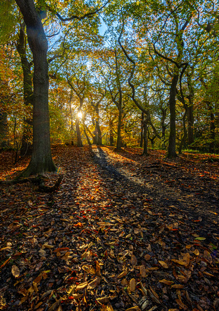 Shades of autumn Ecclesall Woods