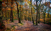 Ecclesall Woods autumn