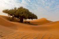 Sossuvlei dune tree, Namibia