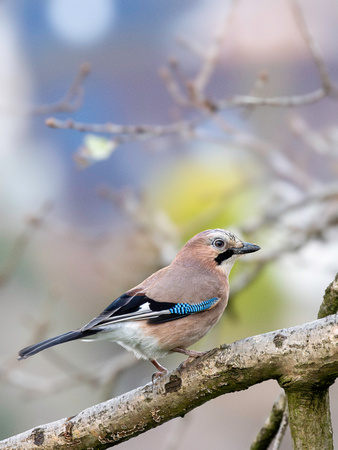 Jay