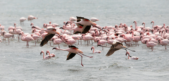 Flamingos, Walvis Bay