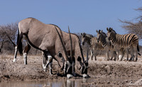 Oryx and Zebra, Onguma