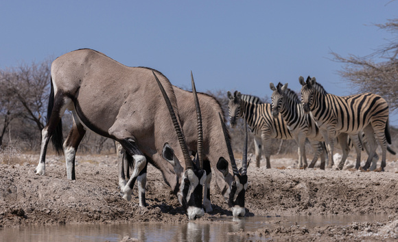 Oryx and Zebra, Onguma