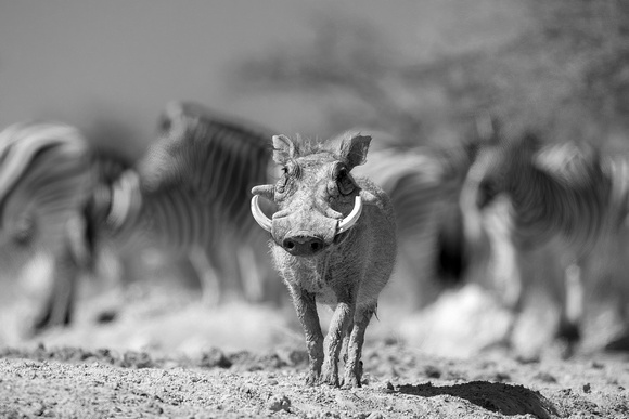 Warthog, Onguma