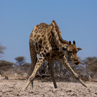 Giraffe drinking, Onguma