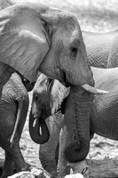 Elephants, Etosha