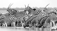 Zebra and Oryx at waterhole