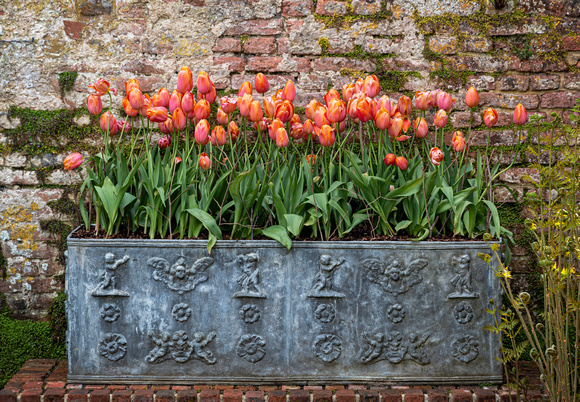 Sissinghurst tulips