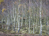 Silver birches