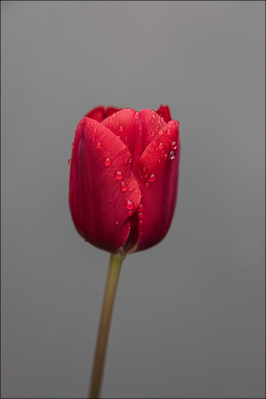 Tulip water droplets