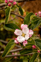Apple buds and blossom