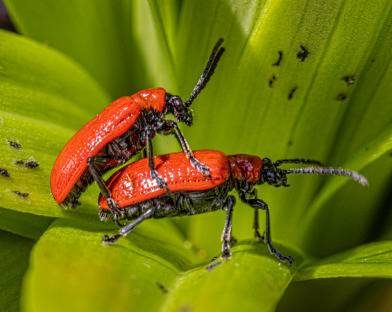 Lily beetles