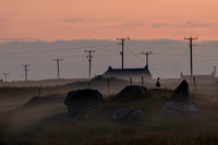 Goose in evening mist, Balranald, Uist