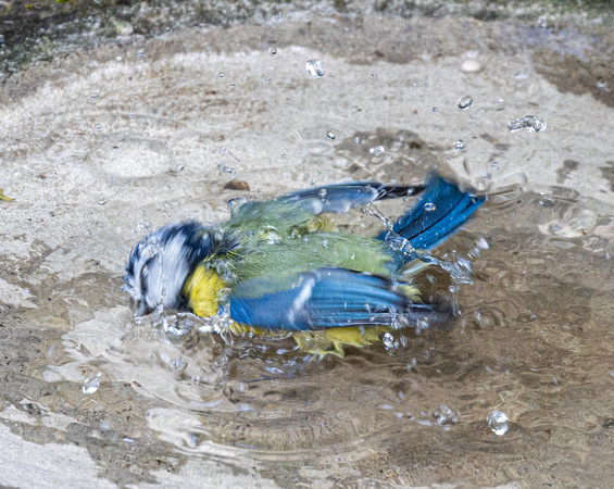 A smaller splash