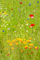 Wildflower meadow Wisley