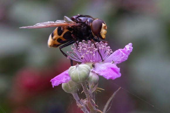 Large Hoverfly