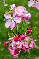 Llanerchaeron apple blossom
