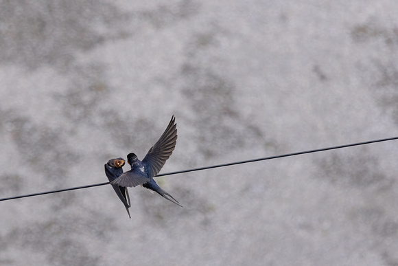 Swallows on wire