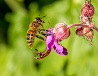 Bee on geranium