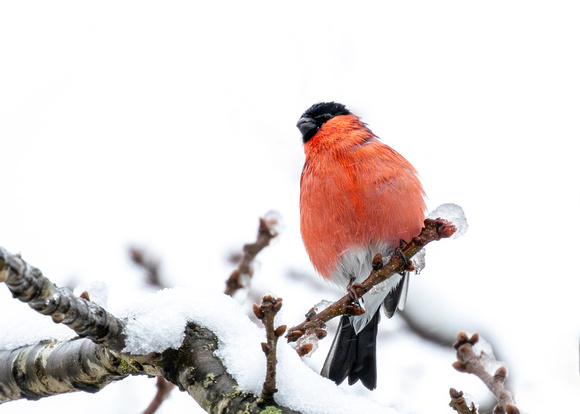 Bullfinch in snow