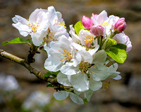 Stokesay moat apple blossom