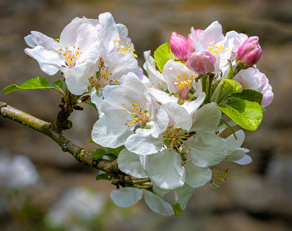 Stokesay moat apple blossom
